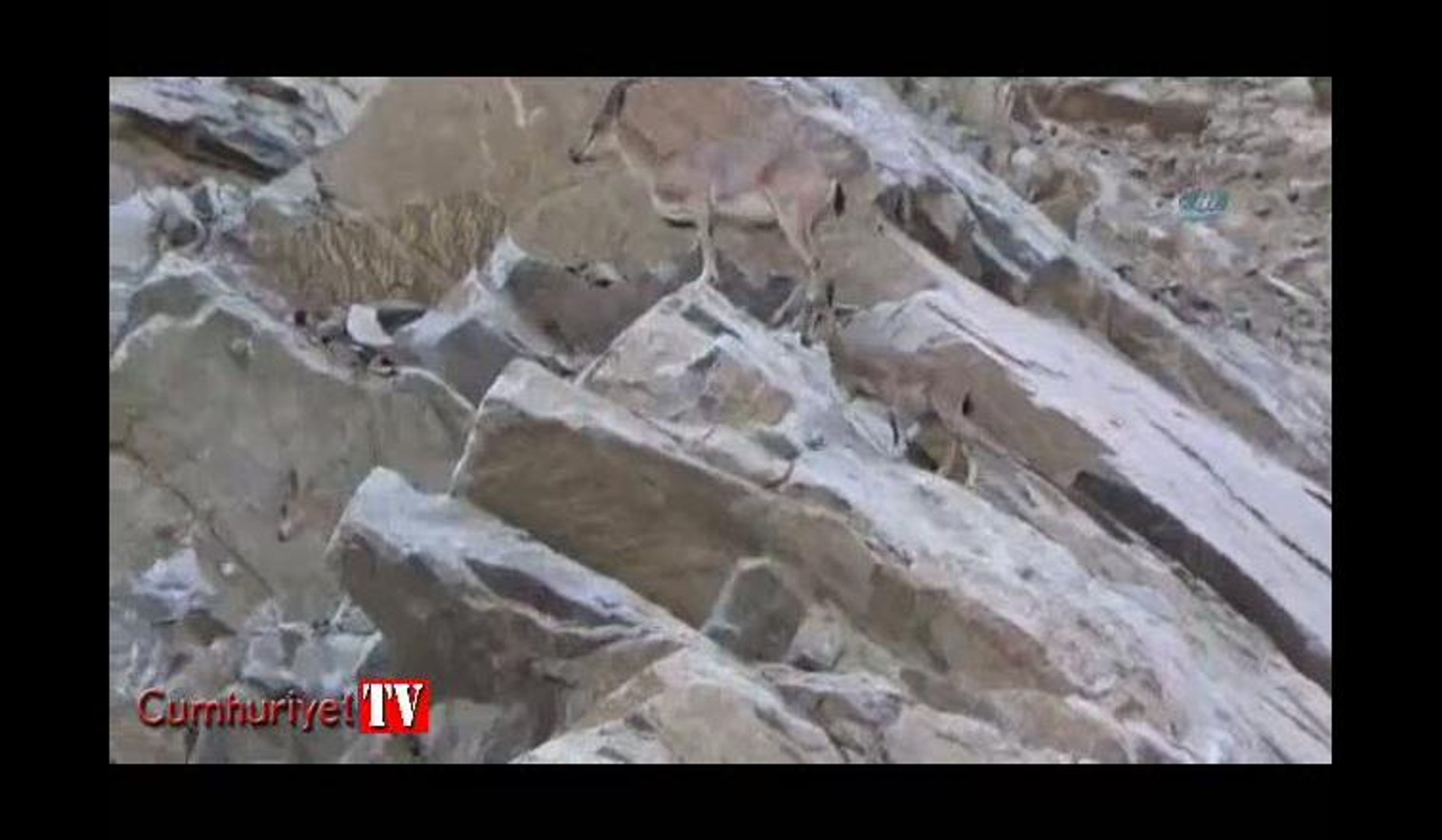 Yaban keçi sürüsü görüntülendi