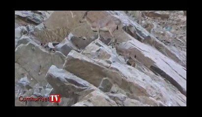 Yaban keçi sürüsü görüntülendi