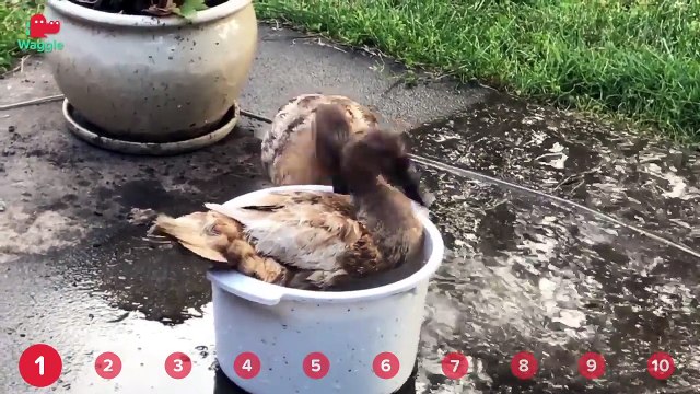 Parakeet Torments Dog & Guilty Goldens! // Funny Animal Compilation