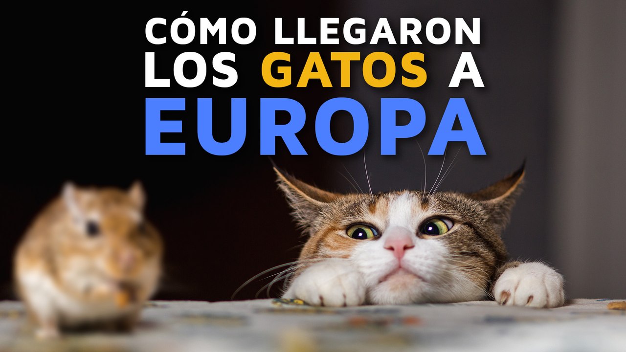 ¿Cuál es el origen de los gatos? ¿Cómo se extendieron? 