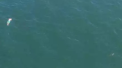 Suspect Throws Himself In The Sea To Escape The Police And Ends Up Next To A Shark