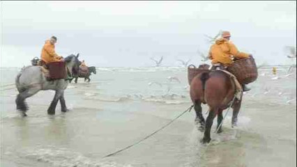 La pesca de camarón a caballo en Bélgica, una tradición única en el mundo