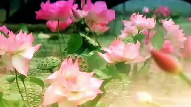 Tây Vương Nữ Quốc - Karaoke, Nữ Nhi Tình - Karaoke