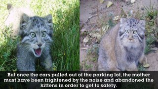 Farmer Discovers 4 Kittens In Barn But When They Grow He Realizes Theyre Not House Cats