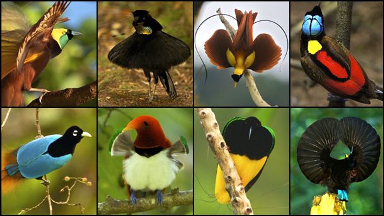 10 สายพันธุ์นกที่สวยที่สุดในโลก บางชนิดอย่างกะหลุดมาจากเทพนิยาย