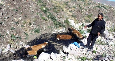 Yürek Sızlatan Görüntüler! Zifte Saplanan 3 Dana Telef Oldu