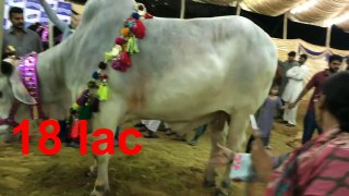 MOST EXPENSIVE Bull in Asia's Largest Cow Mandi - Cow Mandi 2017