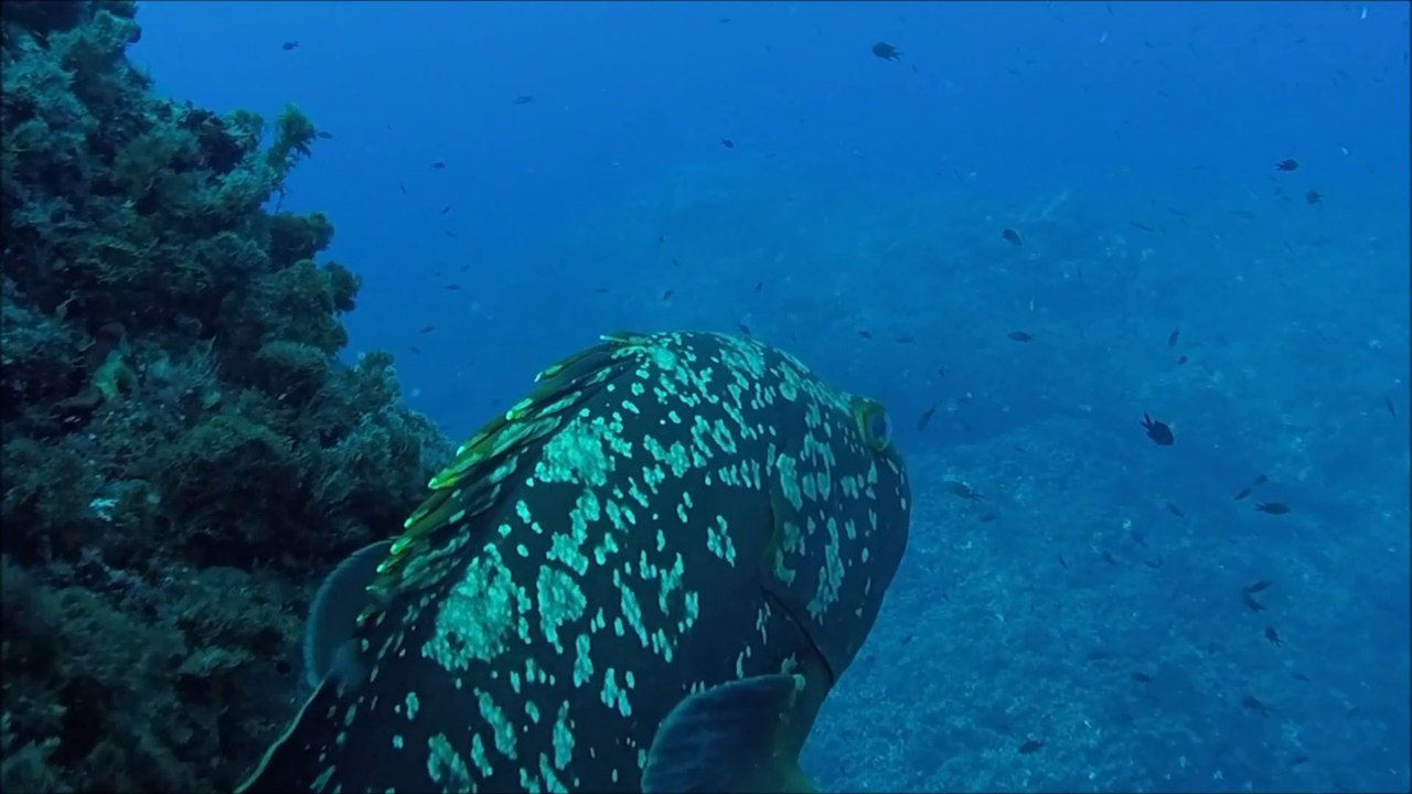 2017.09.03 - Buceo en Bajo de la Morra (Cabo de Palos)