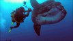 Ces plongeurs nagent avec un poisson môle géant. Images magnifiques