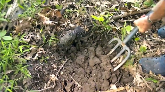 Ce jardinier aide un jeune merle à attraper des vers de terre. Duo de choc
