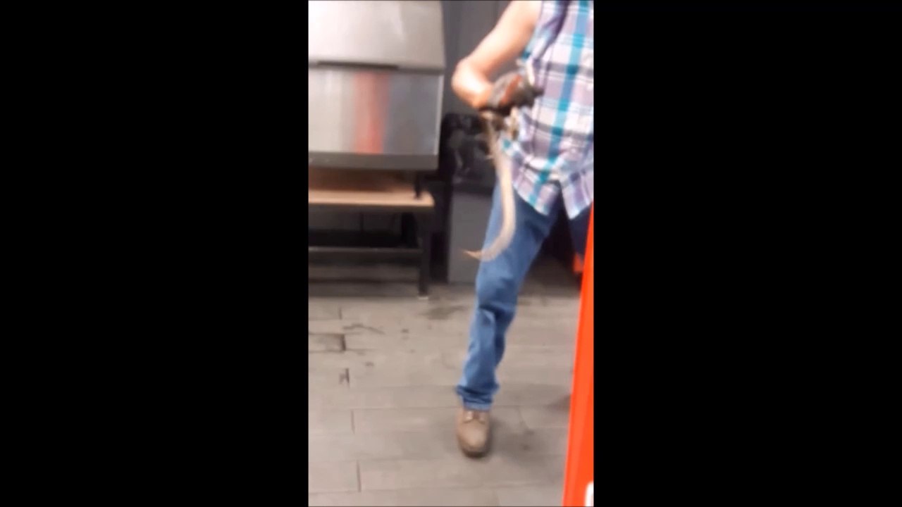 Un serpent dans un distributeur de canettes. Flippant