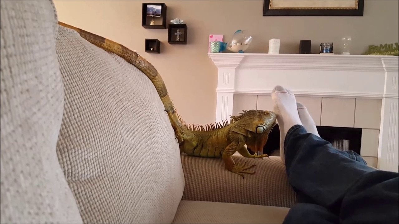 Quand ton iguane adore l'odeur de tes pieds
