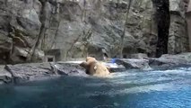 Help me! Polar Bear cub can't swim yet