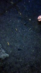 Vídeo mostra cápsulas espalhadas pelo chão