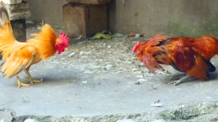 roster vs roster 2017 / amazing fighting animal