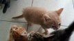 Noisy Kittens Have No Patience When It Comes to Dinner Time
