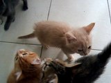 Noisy Kittens Have No Patience When It Comes to Dinner Time