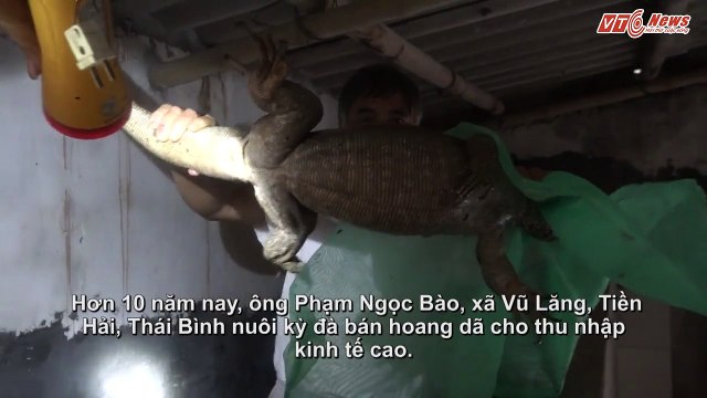 Mục sở thị trang trại kỳ đà cho nửa tỷ đồng/năm của lão nông ở Thái Bình