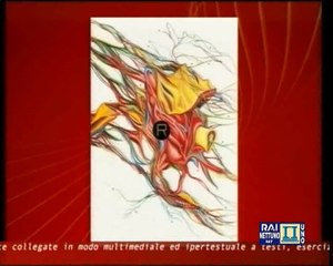 Letterature comparate - Lez 27 - La narrativa contemporanea. Rabbia