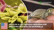 Brote de Salmonella: Tortugas son culpadas por enfermar a 37 personas en 13 estados - TomoNews