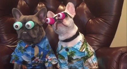 Dogs Wear Hawaiian Shirt And Funny Glasses