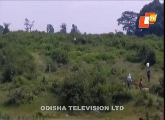 Jumbo mistake! Youth taking selfie with elephant gets trampled