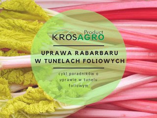 Uprawa rabarbaru w tunelu foliowym