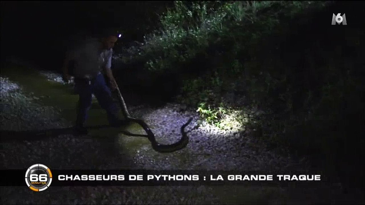 Floride : Un homme prend des risques immenses pour attraper un python - Regardez