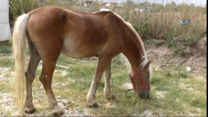 FETÖ/PDY Ait Demirbaşlar İhale ile Satılıyor