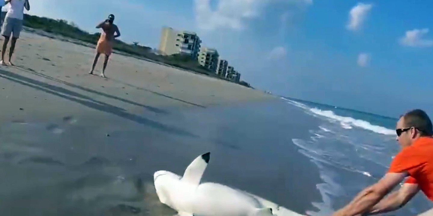 Un homme sauve un requin d'un mauvais pas !