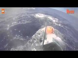 Kambur balina günlerdir kuyruğuna dolanmış balık ağıyla