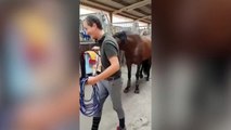 Pas facile de s'habituer à de nouvelles chaussures ! Pauvre cheval en galère