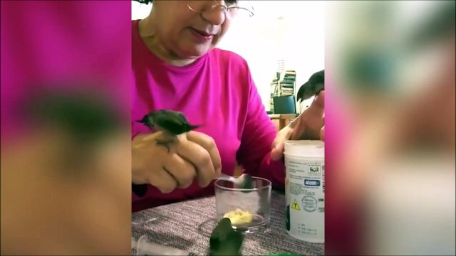Cette femme nourrit ces bébés oiseaux comme si elle était leur mère!