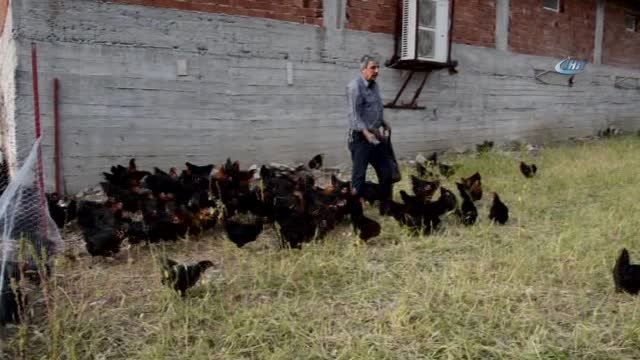 Kızı İçin Tavuk Çiftliği Kurdu, Organik Yumurta Üretiyor