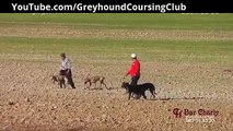 Khargosh ka shikar | Whippet | Galgos y liebres | Hare coursing | Lurchers | Greyhound Racing 2017