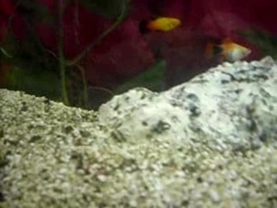 Akvarium