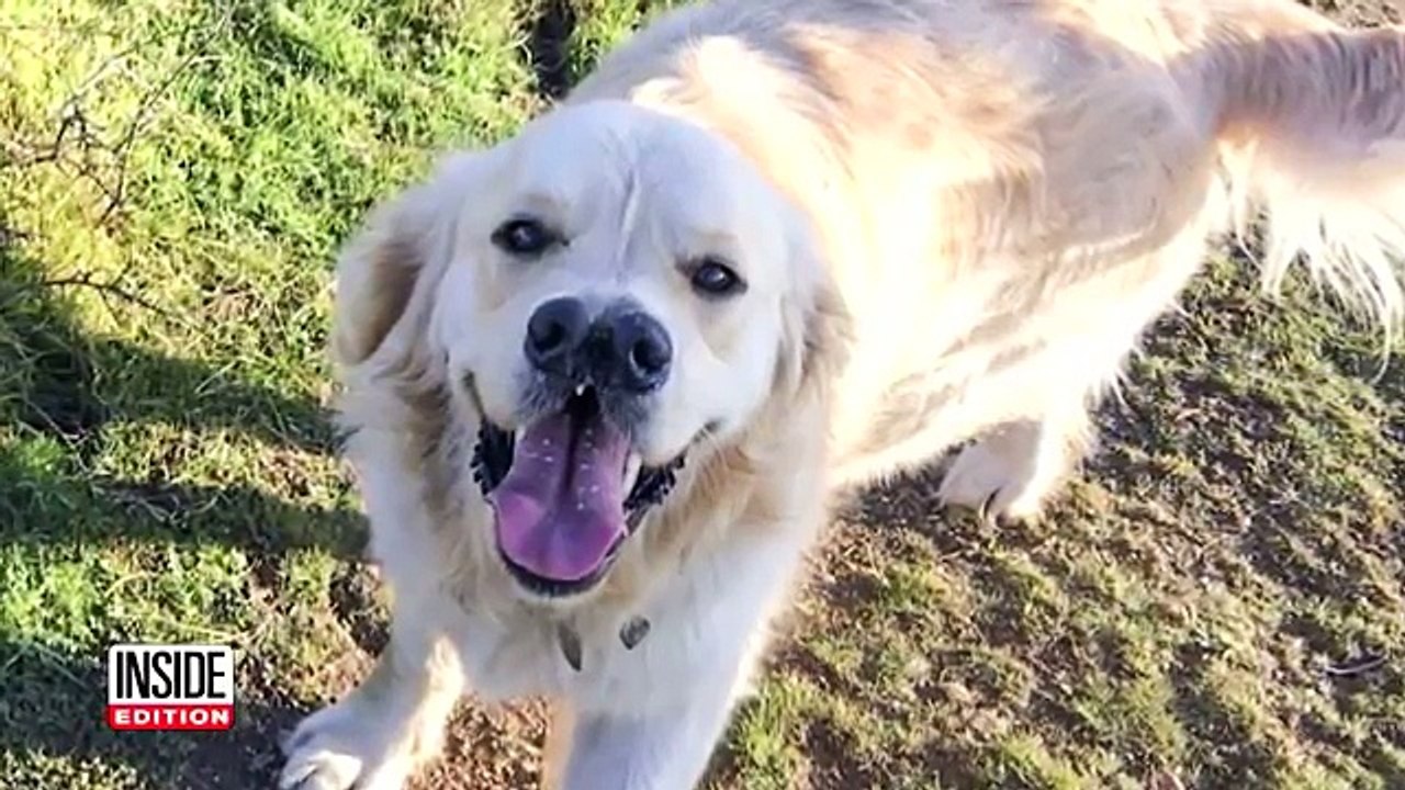 Le chien à 2 truffes