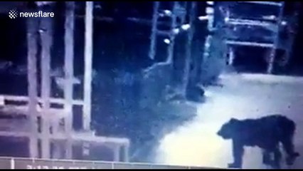 Wild leopard shuts down India’s largest automobile plant