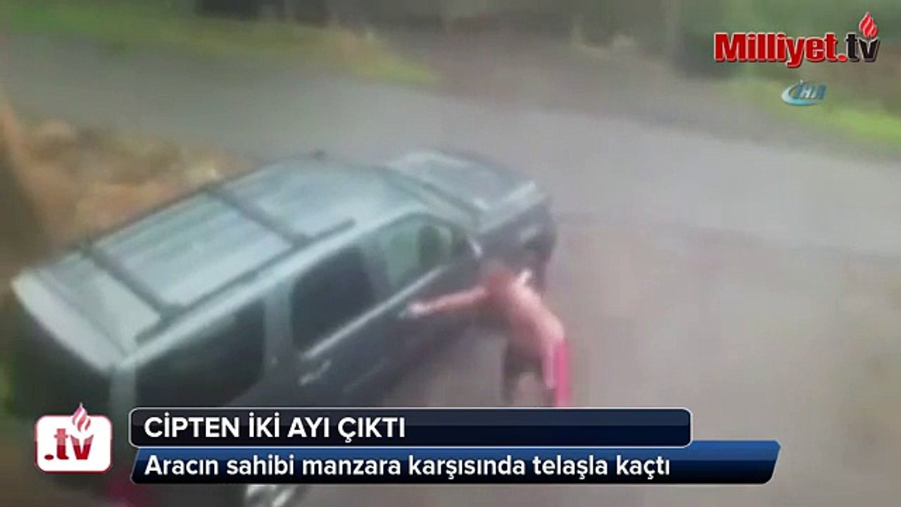 Cipten iki ayı çıktı Videosu