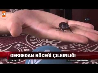 Gergedan böceği çılgınlığı - atv Ana Haber