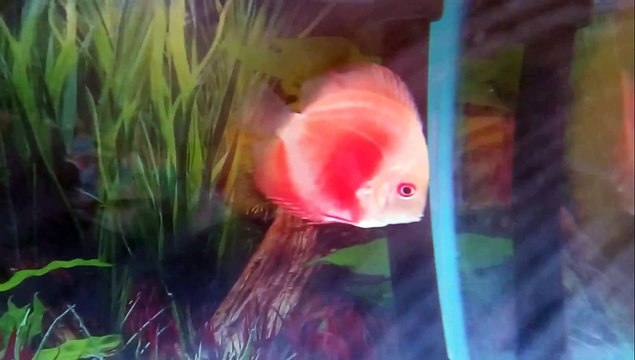 Red melon discus fish