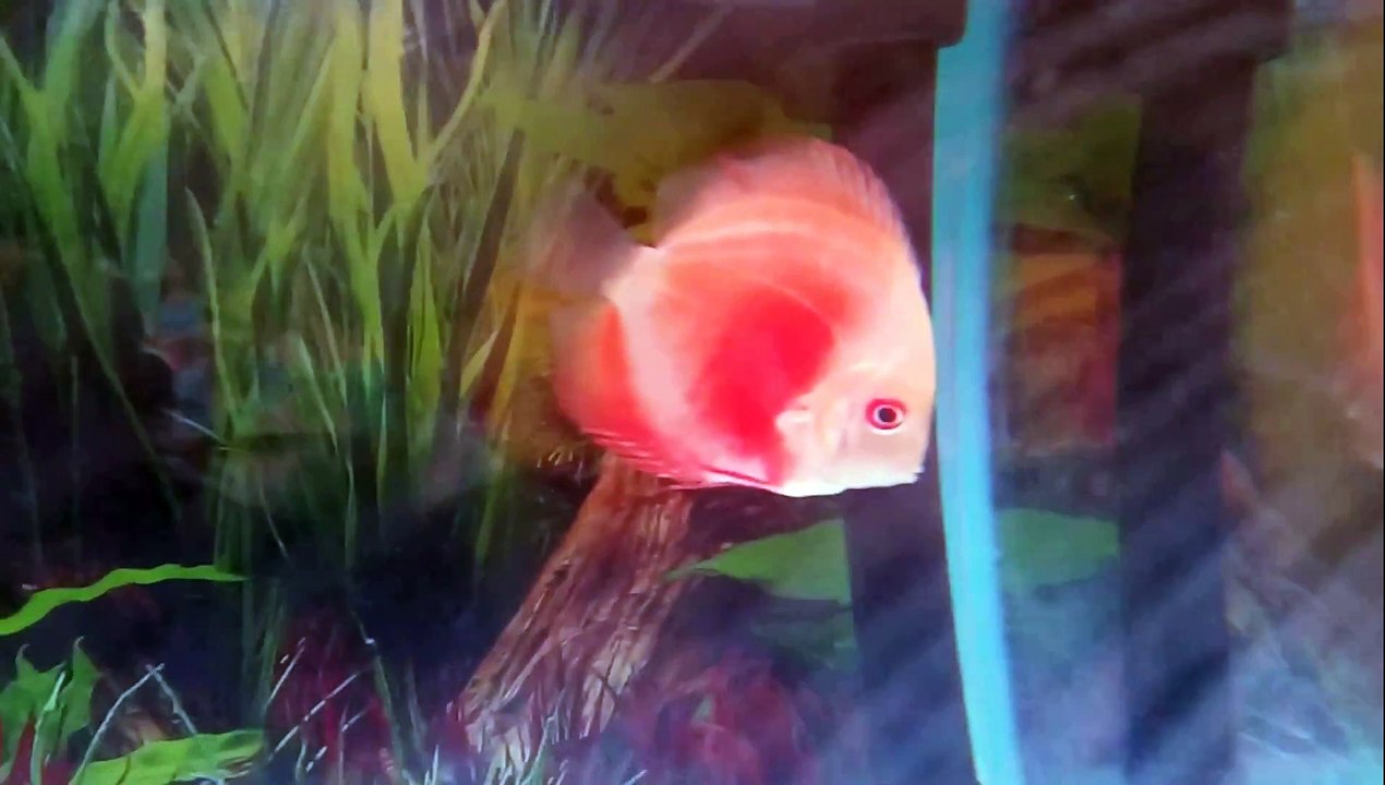 Red melon discus fish