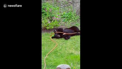 Naughty bear cub plays with garden hose