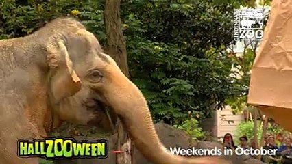 Fiona the Hippo Gets Pumpkim