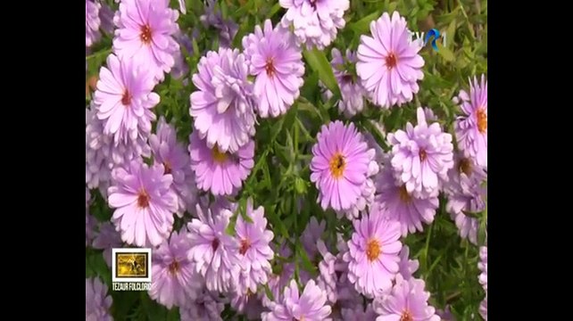 Ionela Prodan in cadrul emisiunii Tezaur folcloric - TVR 1 - 07.10.2017