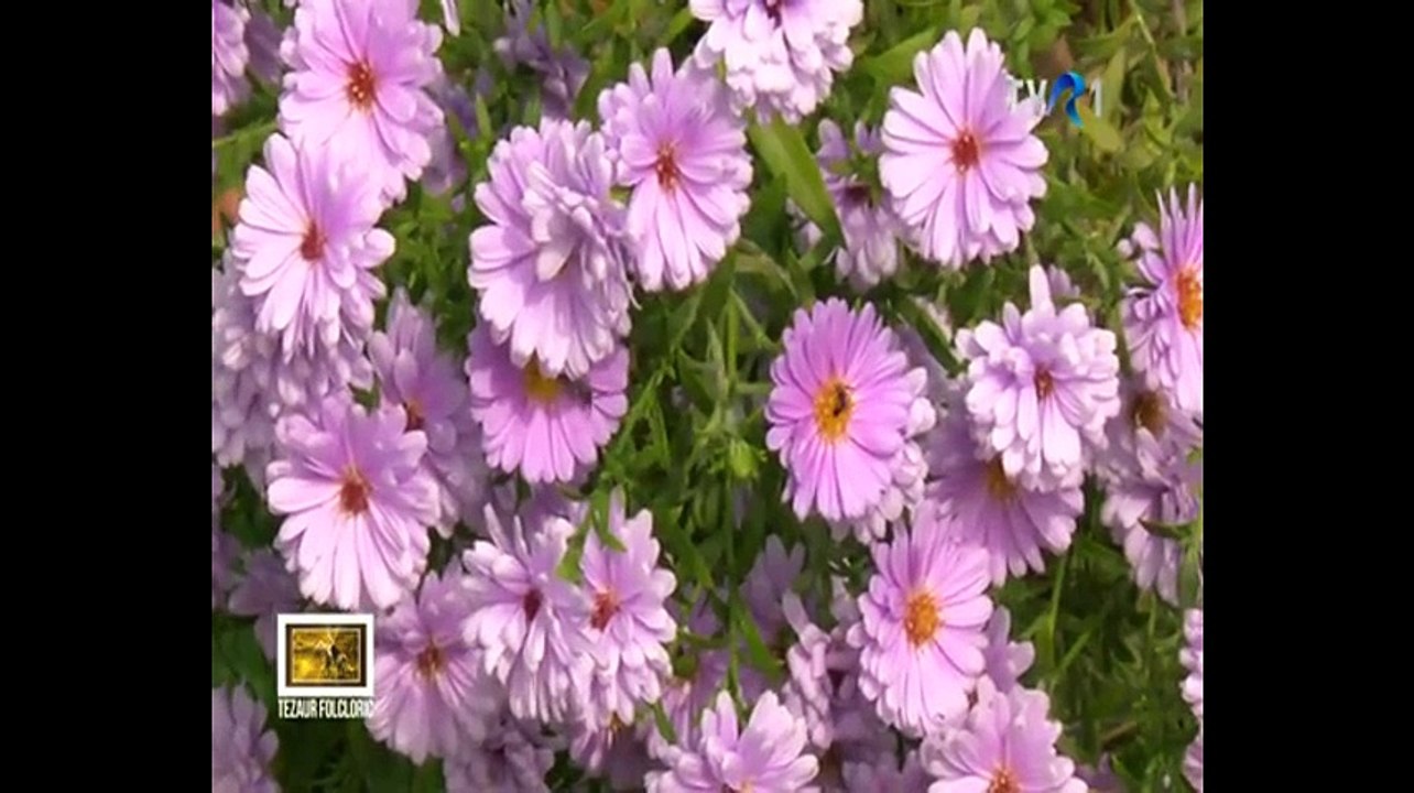 Ionela Prodan in cadrul emisiunii Tezaur folcloric - TVR 1 - 07.10.2017