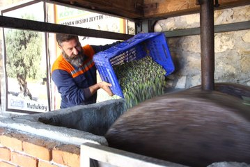 100 Yıllık Sistemle "Zeytin Sütü" Üretiyor