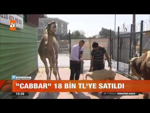 Kurbanlık deve 18 bin TL - atv Gün Ortası Bülteni