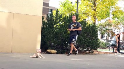 Bromas pesadas 2017 Recopilación edición HALLOWEEN