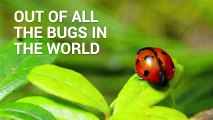These Aren’t Just Ladybugs living In Your House – Here’s The Horrific